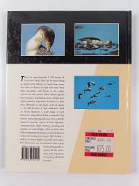 Birds in action