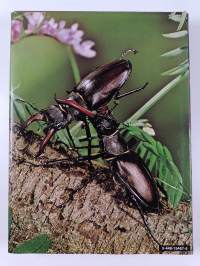 Insects : An Illustrated Survey of the Most Successful Animals on Earth