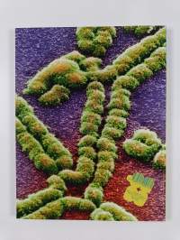 Koulun biologia : lukio 5 : Bioteknologia