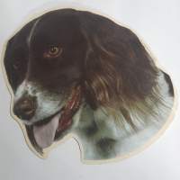 Englanninspringerspanieli tarra
