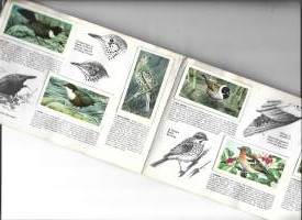 Brooke Bond -  Wild Birds Britanniassa 50 keräilykuvaa albumi täyteen kerätty keräilyalbumi