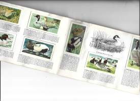 Brooke Bond -  Wild Birds Britanniassa 50 keräilykuvaa albumi täyteen kerätty keräilyalbumi
