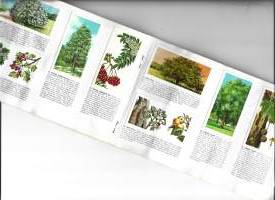 Trees in Britain Original Special Album 1966   39  kuvaa 1 puuttuu