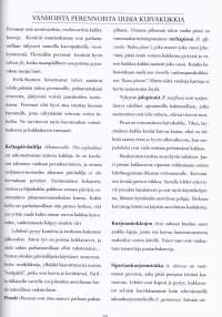 Suomalaisia kuivakukkia - Pihoilta ja pientareilta. (puutarha, kukat)