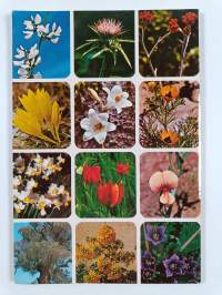 Flowers and Trees of the Holy Land