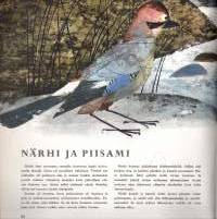 Pessi ja Illusia- tekijän lyhentämä lastenpainos
