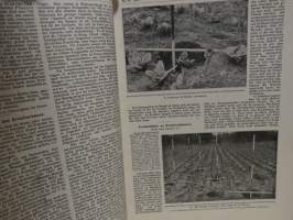 Möllers Deutsche Gärtner-Zeitung Nr. 35 / 1913