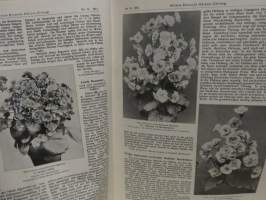 Möllers Deutsche Gärtner-Zeitung Nr. 34 / 1913