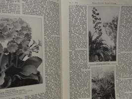 Möllers Deutsche Gärtner-Zeitung Nr. 30 / 1913