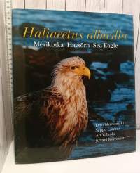 Haliaeetus albicilla : merikotka = havsörn = sea eagle