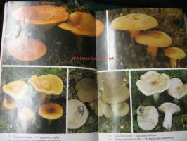 Sienestäjän kirja ( Sienikirja)