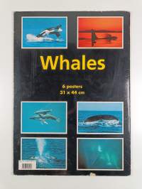 Whales : posterbook