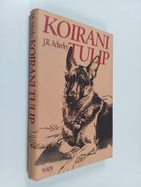 Koirani Tulip