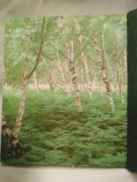 Visakoivu - Curly birch