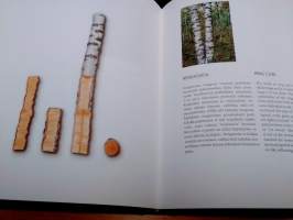 Visakoivu - Curly birch