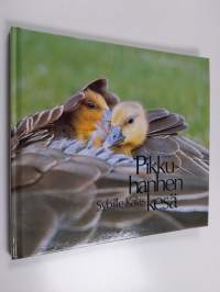 Pikkuhanhen kesä