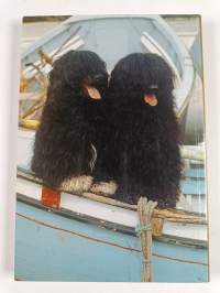 The portuguese water dog