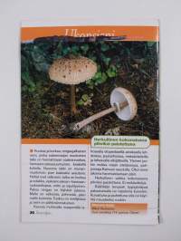 Sieniopas