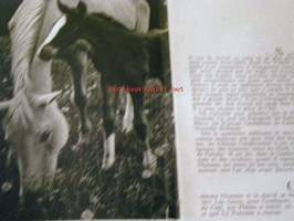 Le Cheval  dans la nature