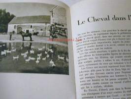 Le Cheval  dans la nature