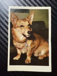 Ipnos rotukoirasarja -keräilykuva nro 8, Valesincorgi