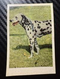 Ipnos rotukoirasarja -keräilykuva nro 60, Dalmatiankoira