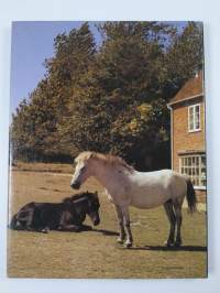 The world of horses
