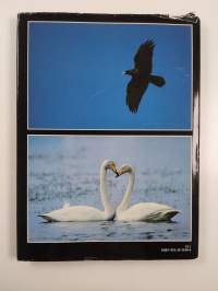 A year in Kuusamo : diary of a Finnish bird photographer