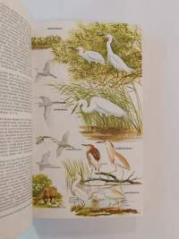 Euroopan lintuopas