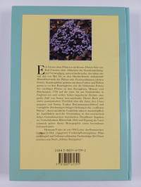 Phlox, Sauden- und Polsterphlox