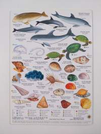 Maxi memofish. 260 species of the Red Sea. Fish, dolphins, turtles, corals, invertebrates