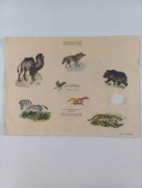 Tule tutuksi eläinten kanssa