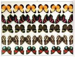 Taikasilmä 1 - Uusi tapa katsoa maailmaa  -Kolmiulotteisiä kuvia