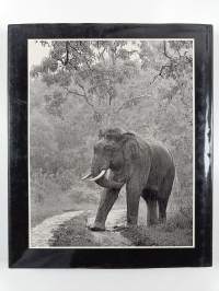 Sunlight &amp; shadows : An Indian wildlife photographer&#039;s diary