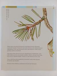 Seitsemän hiiliveljestä