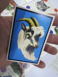 Eläinpeli / Djurspelet - Paletti 2387 -pelikortit