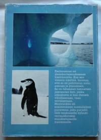 Merivuokko Antarktiksella