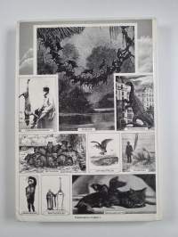 Den flygande katten och andra märkvärdigheter i djurens värld