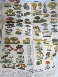 Talkodagbok 1942, Göran Selin -talkoopäiväkirja sota-ajalta, sisältää värillisen sienikartan