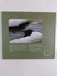 Saippa : saimaannorppa = the Saimaa ringed seal