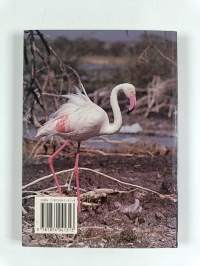 Beautiful Birds of Kenya