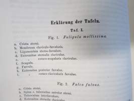 Kritik der allgemein angenommen Deutung der Furcula bei den Vögeln von E.J. Bonsdorf -eripainos 1869 -lintuihin liittyvä tieteellinen tutkielma, 4 liitekuvaa