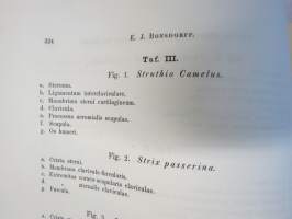 Kritik der allgemein angenommen Deutung der Furcula bei den Vögeln von E.J. Bonsdorf -eripainos 1869 -lintuihin liittyvä tieteellinen tutkielma, 4 liitekuvaa