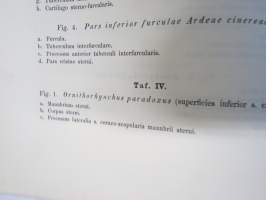 Kritik der allgemein angenommen Deutung der Furcula bei den Vögeln von E.J. Bonsdorf -eripainos 1869 -lintuihin liittyvä tieteellinen tutkielma, 4 liitekuvaa