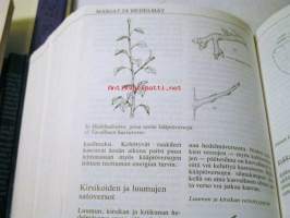 Kotipuutarhurin pikkujättiläinen