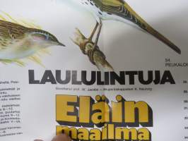 Laululintuja - Eläinmaailma-lehden keskiaukeamajuliste