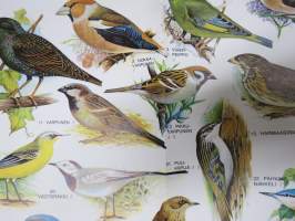 Laululintuja - Eläinmaailma-lehden keskiaukeamajuliste