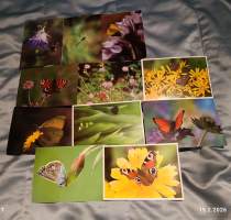 Luontokortteja kulkemattomia ** 95 kpl. Suuri osa Luonto-liiton julkaisuja