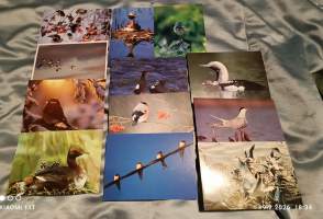 Luontokortteja kulkemattomia ** 95 kpl. Suuri osa Luonto-liiton julkaisuja