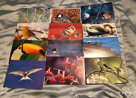 Luontokortteja kulkemattomia ** 95 kpl. Suuri osa Luonto-liiton julkaisuja